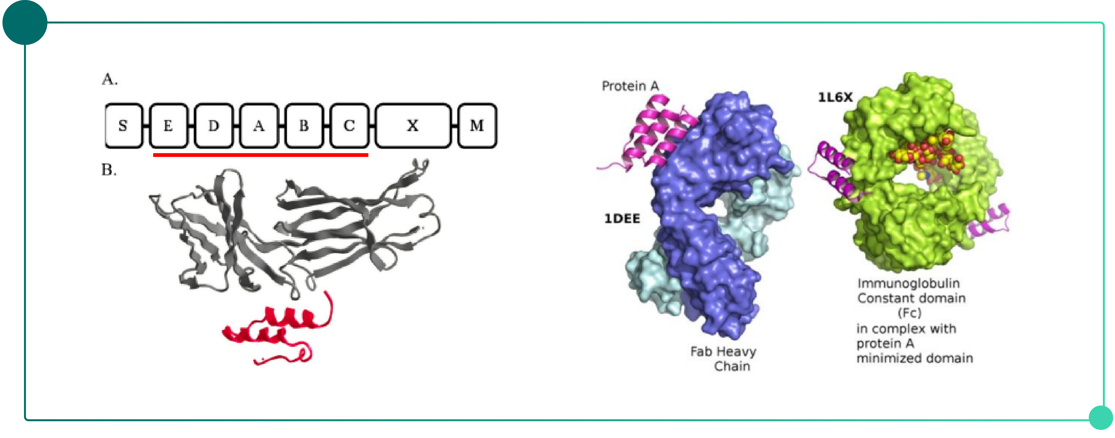 Introduction to Antibody Purification-pic-06